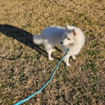 Un Esquimau Américain sur un terrain herbeux et qui est tenu en laisse 