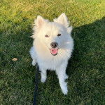 Un Esquimau Américain assis sur un terrain herbeux et qui est tenu en laisse 