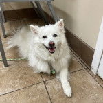 Un Esquimau Américain allongé sur un sol carrelé et qui est tenu en laisse 