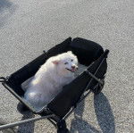 Un Esquimau Américain allongé dans une poussette et regardant vers la caméra 