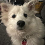 Un Esquimau Américain sur un canapé et portant un collier autour du cou