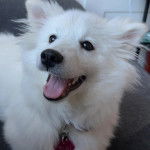 Un Esquimau Américain allongé sur un canapé et portant un collier autour du cou