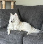 Un Esquimau Américain allongé sur un canapé et semblant détendu 