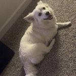 Un Esquimau Américain allongé sur une moquette et semblant détendu