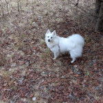 Un Esquimau Américain sur un terrain herbeux et portant un harnais 