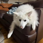 Un Esquimau Américain allongé sur un canapé et regardant vers la caméra 