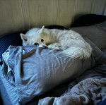 Un Esquimau Américain allongé sur un lit et regardant vers la caméra 