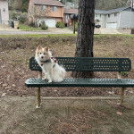 Un Esquimau Américain assis sur un banc et portant un harnais 