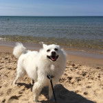 Un Esquimau Américain sur une surface sableuse et qui est tenu en laisse