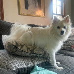 Un Esquimau Américain assis sur des oreillers et semblant détendu