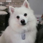 Un Esquimau Américain allongé sur un canapé et portant un collier autour ducou 