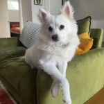 Un Esquimau Américain allongé sur un canapé et semblant détendu