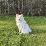 Un Esquimau Américain assis sur un terrain herbeux et portant un collier autour du cou