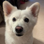 Un Esquimau Américain sur une moquette et semblant détendu 