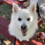 Un Esquimau Américain assis sur un banc et qui est tenu en laisse 