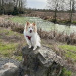 Un Esquimau Américain assis sur un rocher et portant un harnais 