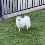 Un Esquimau Américain sur un terrain herbeux et semblant détendu 