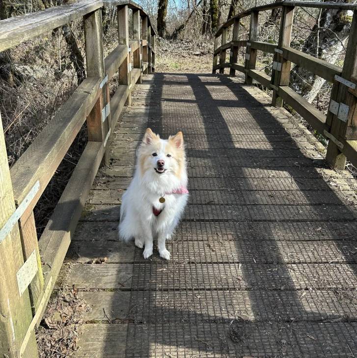Un Esquimau Américain assis sur un pont et portant un collier autour du cou