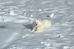 Un Esquimau Américain allongé sur une surface enneigée et qui est tenu en laisse 