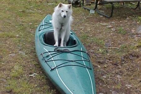 Takota - Esquimau Américain Mâle (6 ans)