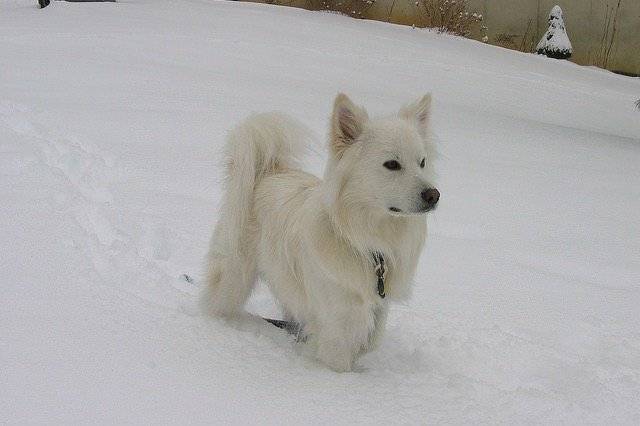 Photo Esquimau Américain