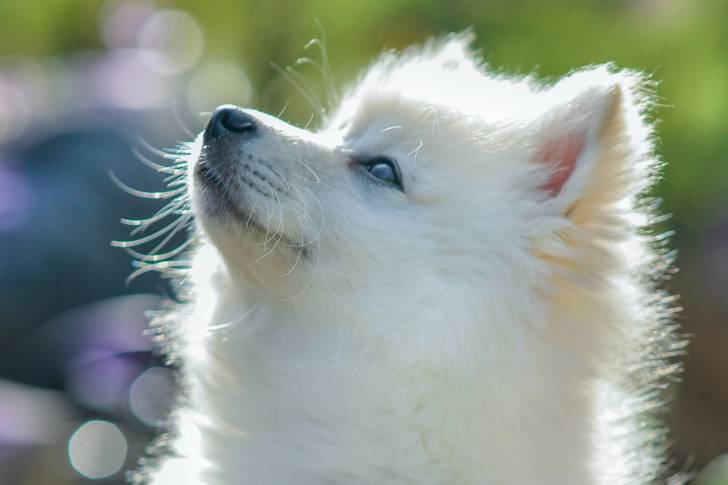 Photo Esquimau Américain