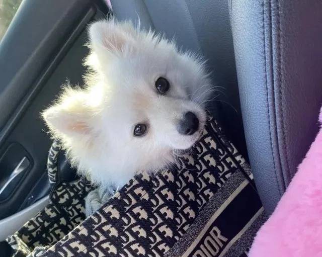 Un Esquimau Américain dans un sac et regardant vers la caméra