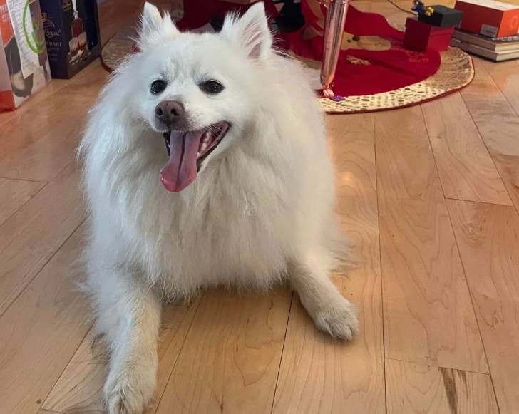 Un Esquimau Américain allongé sur un plancher et ayant la langue pendante 