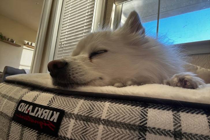 Un Esquimau Américain allongé dans un panier et semblant dormir 