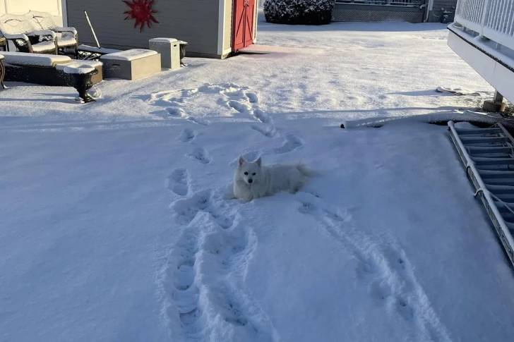 Un Esquimau Américain allongé sur une surface enneigée et semblant détendu 