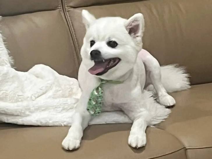 Un Esquimau Américain allongé sur un canapé et tirant la langue 