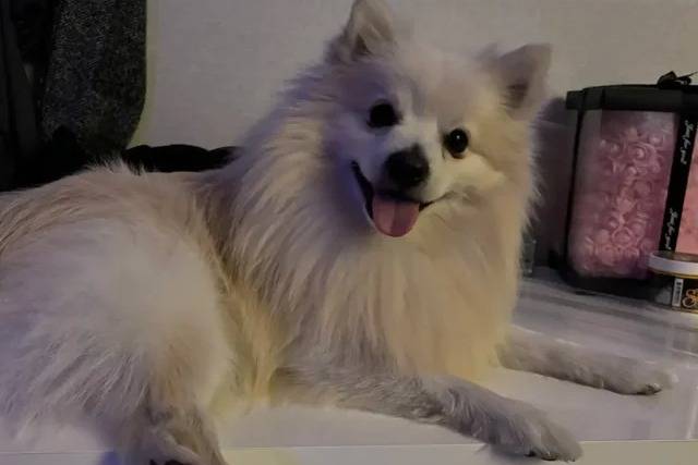 Un Esquimau Américain allongé sur une table et tirant la langue 