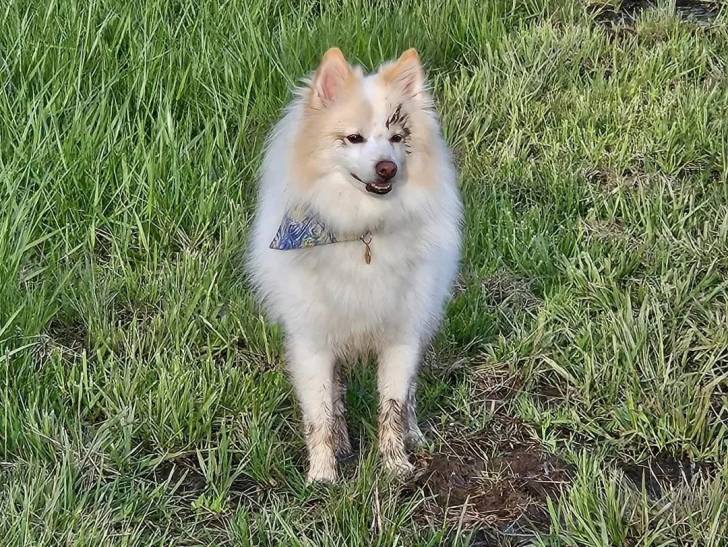 Un Esquimau Américain assis sur une surface herbacée et portant un collier autour du cou