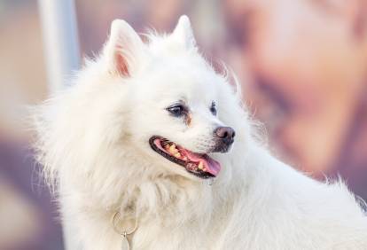 Un chien Esquimau Américain en extérieur 