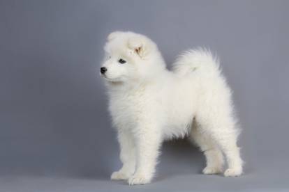 Un Esquimau Américain sur fond gris
