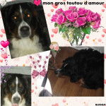 Falco - Bouvier Bernois Mâle (1 an)