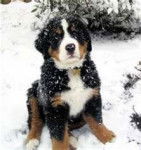Snow - Bouvier Bernois (2 mois)