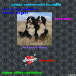 pour lounalila - Bouvier Bernois