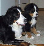 anais et patch - Bouvier Bernois (8 ans)
