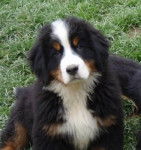 Tartine - Bouvier Bernois (7 ans)