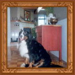 Haley - Bouvier Bernois Mâle (Autre)