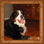 Xena - Bouvier Bernois (Autre)