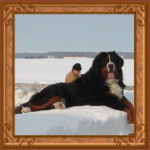 Eros - Bouvier Bernois Mâle (Autre)