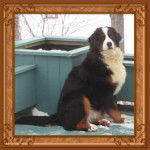 Iris - Bouvier Bernois (Autre)