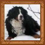 Hercule - Bouvier Bernois Mâle (10 ans)