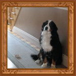 Cybelle - Bouvier Bernois (7 ans)