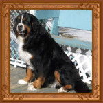 Maya - Bouvier Bernois (6 ans)