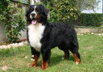 bernois - Bouvier Bernois Mâle