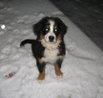 Dutchess - Bouvier Bernois (3 mois)