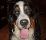 Dutchess - Bouvier Bernois (5 ans)